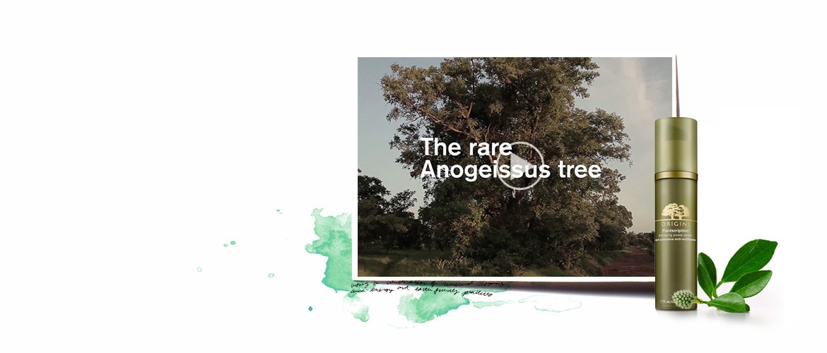 The rare Anogeissus tree,a slide in a video of plantscription