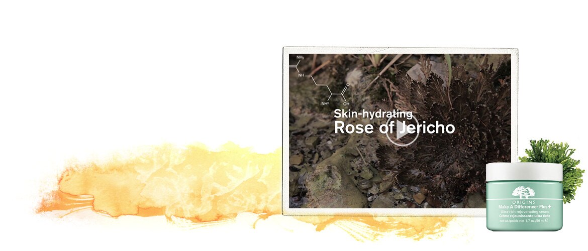 Rose of Jericho plant, a slide in a video of make a difference